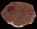 calsedon drusy0001.JPG